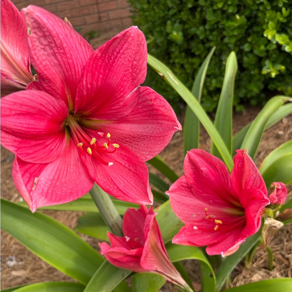 Three Amaryllis bulbs, fuchsia, Apple blossom (pink and white) and Stargazer